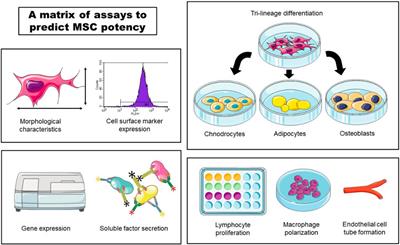 The issue of heterogeneity of MSC-based advanced therapy medicinal products–a review